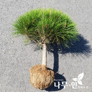 반송둥근소나무 폭40cm~70cm