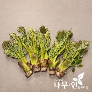 참두릅묘목(올해수확) 특묘