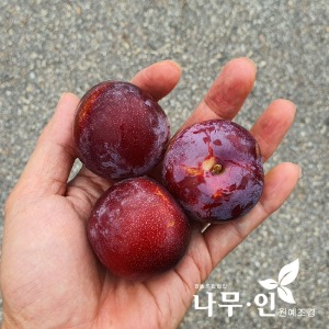 피자두 속빨간자두 결실주