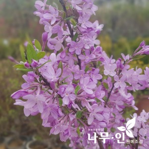 팥꽃나무 개화주(분뜨기)