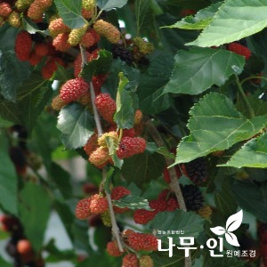 능수오디/수양오디/수양뽕나무/차량배송