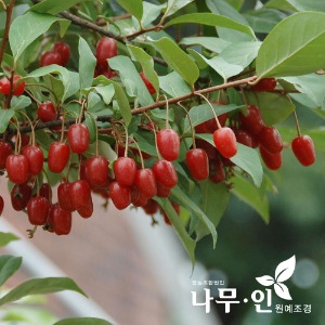 왕보리수 결실주 분뜨기