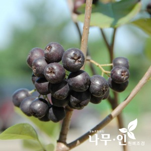 아로니아(블랙초크베리) 결실주 3년생