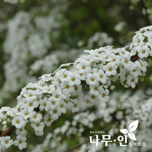 조팝나무 개화주