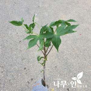 민엄나무(가시없는 엄나무) 2년생