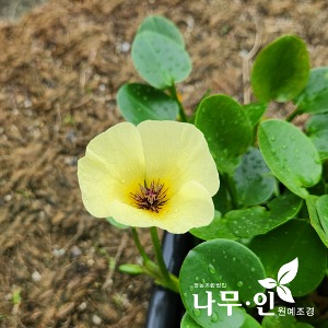 물양귀비 개화주(수생식물)