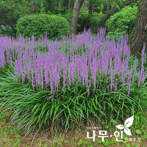 [나무인] 맥문동 묘목 100주