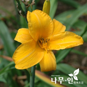 개량원추리(데이릴리) 노랑색 5그루