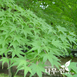 [나무인] 청단풍 분뜨기 직경 5cm 차량배송