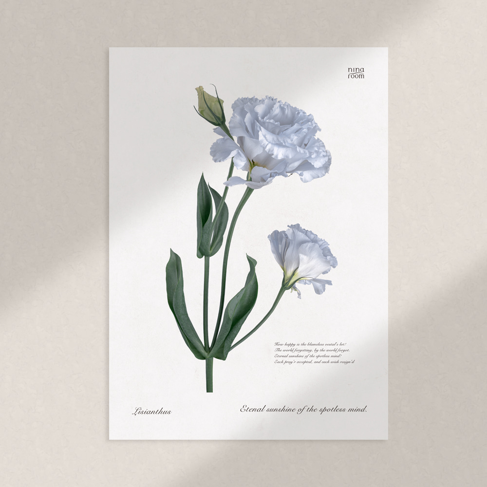 Lisianthus vintage plant A3 Poster