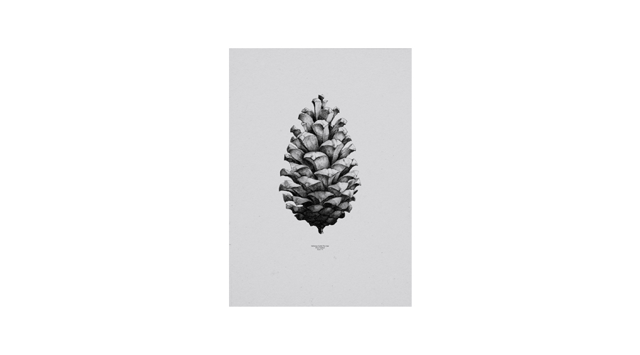 Nature 1:1 Pine Cone Grey50*70(04001)
