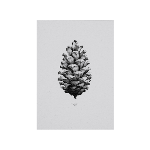 Nature 1:1 Pine Cone Grey50*70(04001)