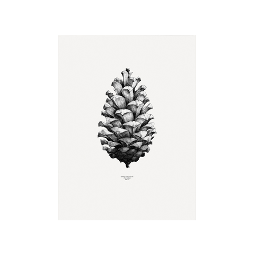 #Nature 1:1 Pine Cone White50*70(05001)