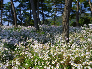 IMGP4439.(4,000만화소 고해상도)