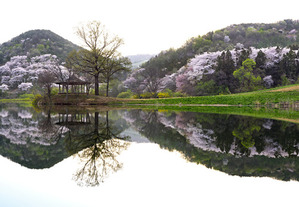 IMGP3780-2.용비지 봄의 향연 반영.(4천만 초고화소 해상도 이미지)