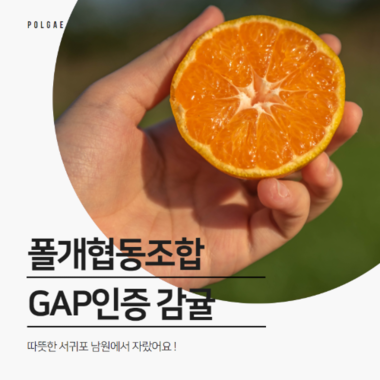 폴개네 GAP 인증 감귤