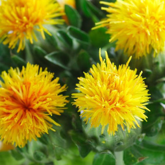 홍화씨유(Safflower Oil)