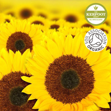 유기농 해바라기 오일(Organic Sunflower Oil)