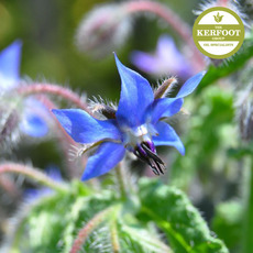 보리지 씨드 오일(Borage seed Oil)