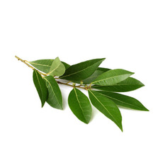 월계수 오일(Laurel Berry Oil)