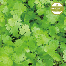 코리안더 에센셜오일(Coriander Oil)