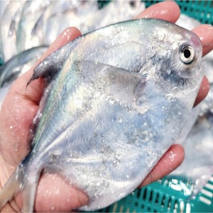 사천창고 - 삼천포 아이스병어 2kg/ 이 가격에 이 선도? 무조건 맛있지.