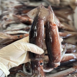 [당일생물] 단독 - 생물 초콜릿 오징어 1kg/ 채낚기로 상처없는 말끔한 초코 오징어