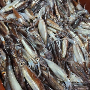 [당일생물] 단독 - 동해 활 초코오징어 1kg/ 동해 오징어는 금징어!
