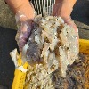 [당일생물] 인천창고 - 연안 생물 호래기 500g/ 한번 먹으면 멈출 수 없는 맛!