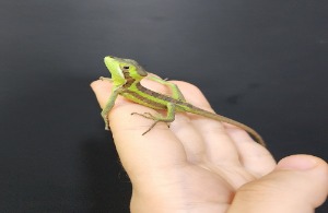 케스큐헤드 줄리오이 이구아나 그린