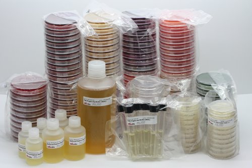 MBcell Plate Count Agar (PCA) 50개, 한천배지 (MB-P1040-P50)