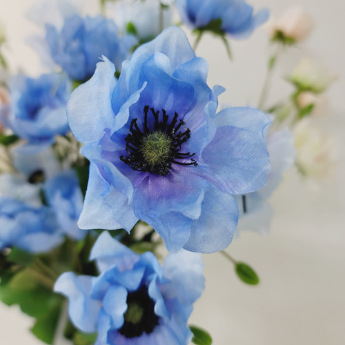 아네모네(4color)-Blue