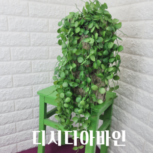 디시다아바인(85cm)