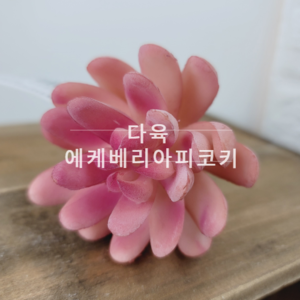 에케베리아피코키(16cm)