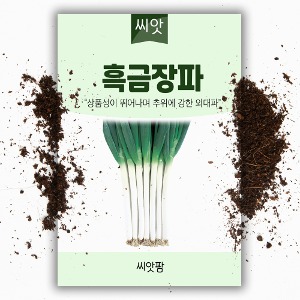 흑금장파 대파씨앗(10g)