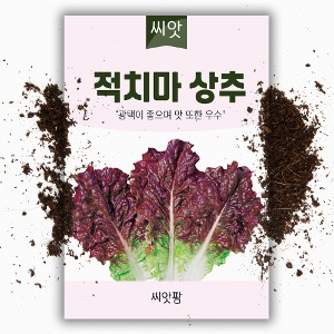 적치마상추 씨앗 (3000립)