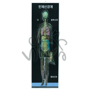 신경계모형(폴리카보네이트재질)(MIR-00590)