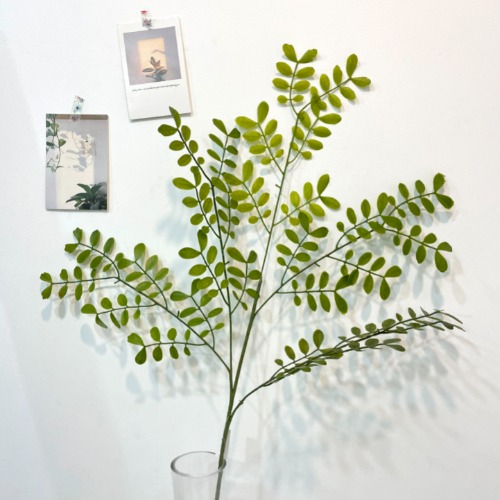그린아카시아잎가지 (GREEN)