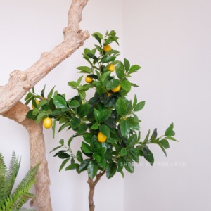 레몬나무 150cm