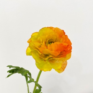 라넌큐러스가지45cm (YELLOW/ORANGE)