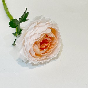 러넌가지32cm (PEACH)