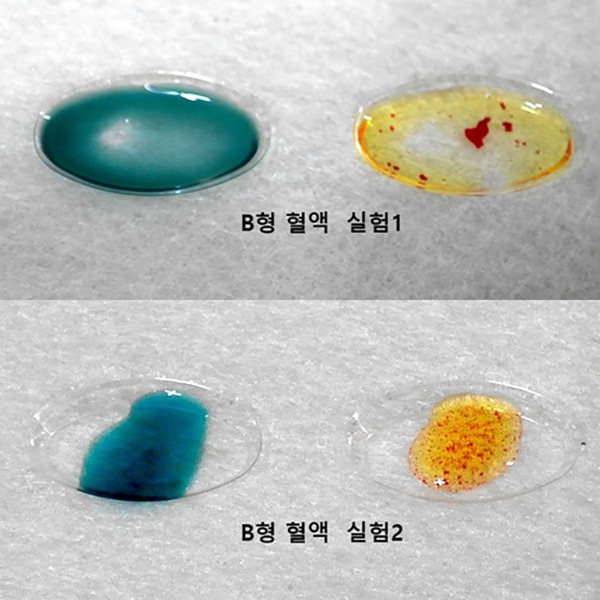 (교육기관전용)혈액형 판별 실험(5인세트)증빙서류요청