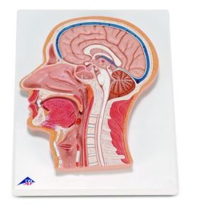 머리의 정중 단면 모형(C12)