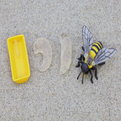 동물336 꿀벌 성장과정-LTD