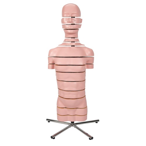 MRI 횡단면 상반신 모형 MRI Torso Model with 15 Transverse Sections VA20 [1001237]