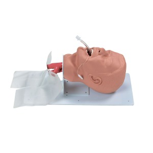 성인 기도 관리 트레이너(보급형)Economy Adult Airway Management Trainer W44687 [1005780]