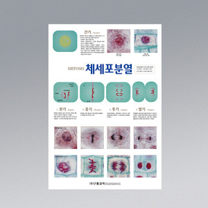 체세포분열/스펙트럼분석/감수분열/혈액형/원소주기율표