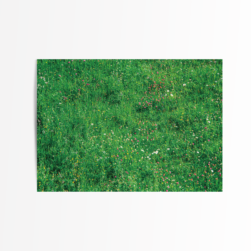 [postcard] greenery