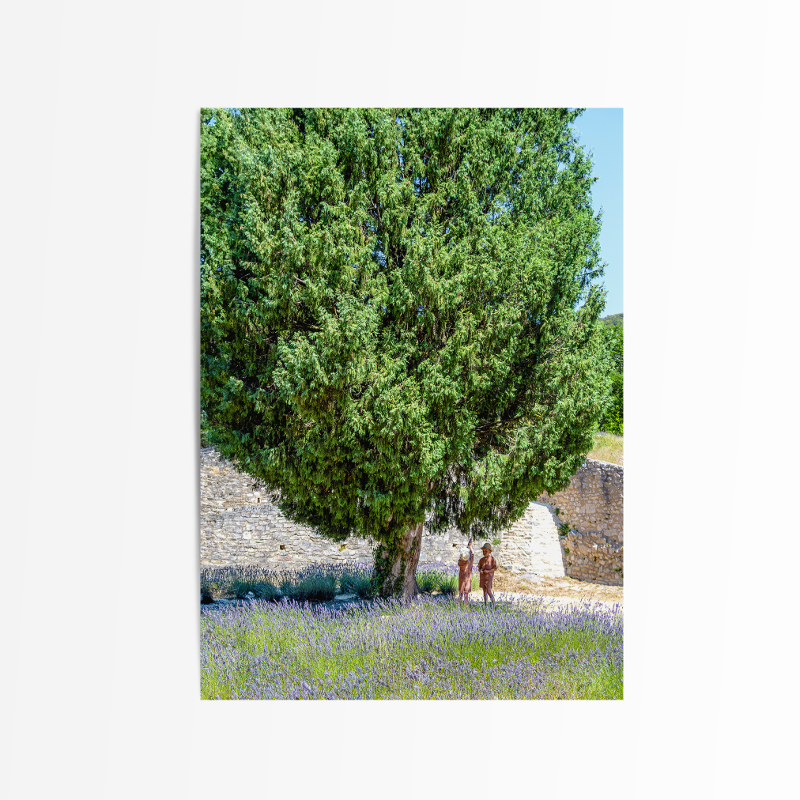 [postcard] lavender dream