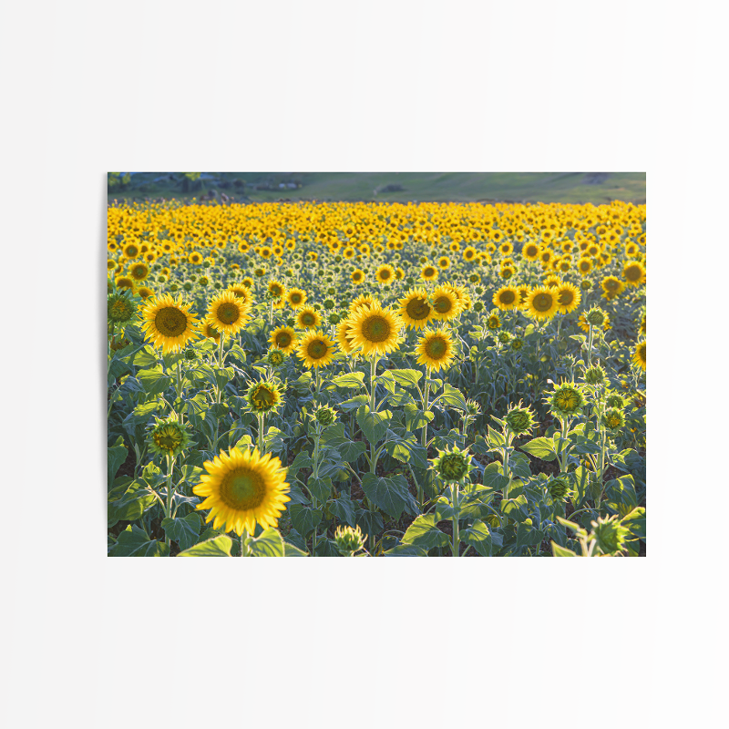 [postcard] sun flower